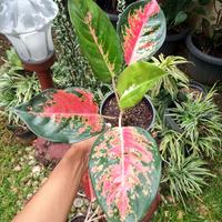 Gambar tanaman aglonema kochin kocin dari ER Garden undefined 3 Tokopedia
