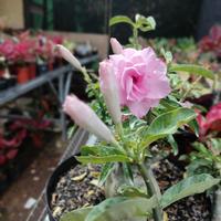 Gambar adenium bunga tumpuk warna campur dari taman impian99 undefined 3 Tokopedia