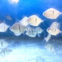 Gambar IKAN HIAS IKAN THINBAR TANKMATE IKAN PREDATOR KECIL dari Mars Aquatics undefined 4 Tokopedia