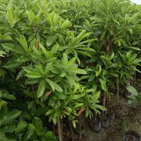 Gambar pohon bintaro tanaman pelindung dari nursery pohon undefined 1 Tokopedia