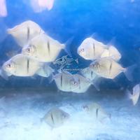 Gambar IKAN HIAS IKAN THINBAR TANKMATE IKAN PREDATOR KECIL dari Mars Aquatics undefined 5 Tokopedia