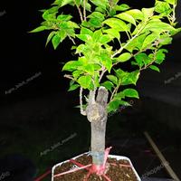 Gambar tanaman hias bonsai bougenville 3-4 warna variegata + pot / bonsai dari Agro Bibit Mandiri_NEW undefined 1 Tokopedia
