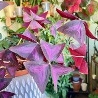 Gambar Tanaman Hias oxalis triangularis / Tanaman Hias kupu-kupu ungu dari GREEN FLOWER01 undefined 2 Tokopedia