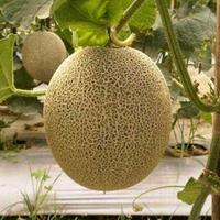 Gambar Bibit Unggul Melon Cantelope Jepang | Benih Melon Japanese Cantaloupe dari julieshoponline undefined 4 Tokopedia