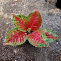 Gambar Aglonema Mahasety dari Fajarcooler undefined 1 Tokopedia