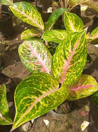 Gambar Aglonema BIG PAPA akar lebat daun sehat dari Green Story undefined 5 Tokopedia
