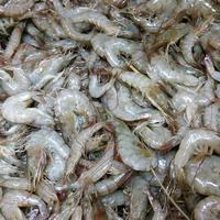 Gambar udang kecil dari IKANBAGIBANGSA undefined 1 Tokopedia