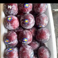 Gambar BUAH PLUM MERAH FRESH PER 1 KG dari toko buah segar albarokah undefined 1 Tokopedia