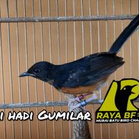 Gambar MURAI BATU MEDAN GARANSI JANTAN dari raya bf undefined 2 Tokopedia