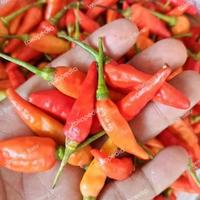 Gambar Cabe Rawit Merah 500 gram - segar berkualitas dari Waroeng Baru undefined 1 Tokopedia