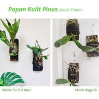 Gambar Media Papan Kulit Pinus - media anggrek / tanduk rusa dari Hijau Nusa Tani undefined 3 Tokopedia