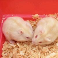 Gambar winter white pearl golden blue argente tiger - Tiger/argente, jantan dari Meraki Pets undefined 3 Tokopedia