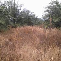 Gambar Racun rumput herbisida Round up 1 liter dari Rezeki Tani undefined 3 Tokopedia