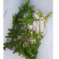 Gambar Reptile / iguana green - green iguana - iguana green juve - 50-55cm, betina dari Heziastore undefined 3 Tokopedia