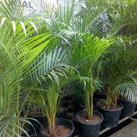 Gambar Tanaman Pohon Palem / Palm Kuning Ukuran Sedang + Pot Hitam + Metan dari Sumber Berkah Pot undefined 2 Tokopedia