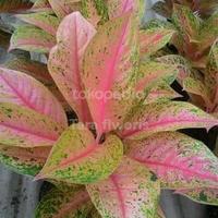 Gambar AGLONEMA BIGROY/harga grosir - remaja daun 6 dari Tarashop30a undefined 1 Tokopedia