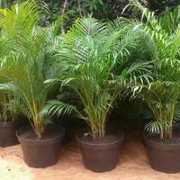 Gambar Tanaman Pohon Palem / Palm Kuning Ukuran Sedang + Pot Hitam + Metan dari Sumber Berkah Pot undefined 1 Tokopedia