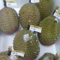 Gambar Durian Musang King Fresh Raja Sultan Malaysia Utuh Per Buah dari ALIFA SMART undefined 2 Tokopedia