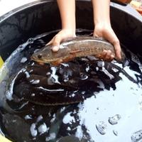 Gambar Ikan Gabus Hidup Segar 500gr dari IKAN LAUT SEGAR CAK AL FATH undefined 1 Tokopedia