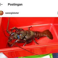 Gambar lobster jumbo 1kg per ekor dari saranglobster undefined 1 Tokopedia