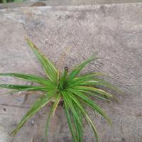 Gambar tanaman aquascape eriocaulon cinereum dari aquaniza store undefined 1 Tokopedia