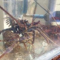 Gambar lobster jumbo 1kg per ekor dari saranglobster undefined 2 Tokopedia