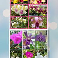 Gambar anggrek dendrobium pra remaja dari Risma Florist Batu undefined 3 Tokopedia