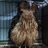 Gambar burung buffy fish owl dari MAULAN PETS undefined 1 Tokopedia