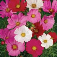 Gambar benih bibit bunga cosmos pink sensation mix 40 biji dari Atapponik Store undefined 2 Tokopedia