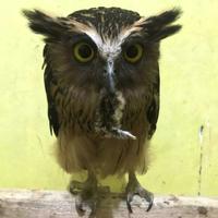 Gambar burung buffy fish owl dari MAULAN PETS undefined 2 Tokopedia