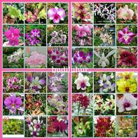 Gambar anggrek dendrobium usia dewasa dari Risma Florist Batu undefined 2 Tokopedia
