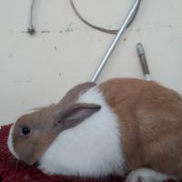 Gambar Kelinci indukan dutch dari raharabbit undefined 3 Tokopedia