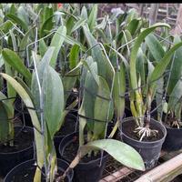 Gambar Anggrek Cattleya Green Wich Elhmhurust dari eva garden undefined 2 Tokopedia