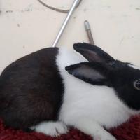 Gambar Kelinci indukan dutch dari raharabbit undefined 4 Tokopedia