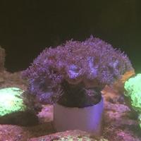 Gambar Coral (Kkk)Kolang kaling kembang Ungu dari FunReef_Bandung undefined 1 Tokopedia
