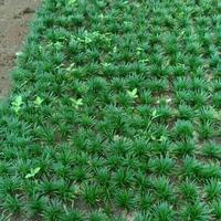 Gambar tanaman kucay mini 750 pcs dari lisa floris taman undefined 1 Tokopedia