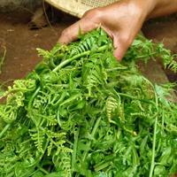 Gambar PAKIS SAYUR 1 KG ( SAYURAN SEGAR ) dari HAFIKA QIANDRA MECCA undefined 2 Tokopedia