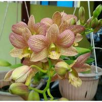 Gambar Seedling Anggrek Dendrobium Jacky Stripe dari yanflora undefined 1 Tokopedia