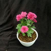 Gambar Tanaman Hias Bunga Krisan-Chrysanthemum Morifolium dari Bungabagus_id undefined 2 Tokopedia