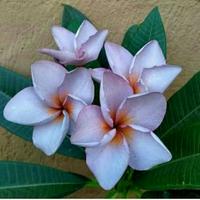 Gambar Stek atau Cutting Plumeria Purple atau Ungu dari BibitOnlines undefined 1 Tokopedia