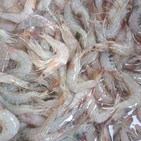 Gambar udang peci /udang laut dari judin udang segar pademangan undefined 4 Tokopedia