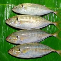 Gambar ikan kembung como segar - Biasa dari Tokokiki83 undefined 1 Tokopedia