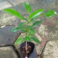 Gambar Bibit pohon tabebuya bunga pink dari Ardaflora undefined 4 Tokopedia