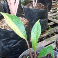 Gambar bibit anthurium jemani cobra variegata dari Tanaman berkah store_NEW undefined 4 Tokopedia