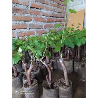 Gambar Bibit anggur import red romance hasil grafting dari pusatgrosirbibitt undefined 2 Tokopedia