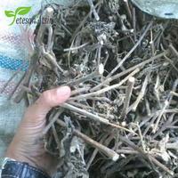 Gambar 10ml minyak atsiri nilam minyak nilam murni patchouli essential oil dari botanicatsiri undefined 4 Tokopedia