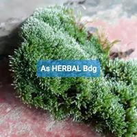 Gambar Jual Lumut hidup Forest moss siap pakai-az dari As HERBAL Bdg undefined 1 Tokopedia