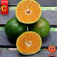 Gambar JERUK PERAS FRESH 1 KG [GRAB/GOJEK ONLY] dari Grobaq.Buah undefined 1 Tokopedia