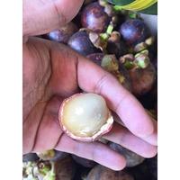 Gambar BUAH MATOA 2 KG DAGING EMPUK MANIS PASTI NAMBAH LAGI dari FOUR SEASONS FRESH undefined 3 Tokopedia