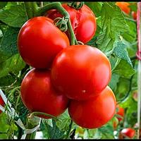 Gambar 50 Biji / Benih Bibit Tomat Merah Besar Big Red Tomato - TomatSausage50 dari violet garden19 undefined 4 Tokopedia